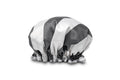 MANOR ROAD SHOWER CAP. ANISEED STRIPE. PRE-ORDER